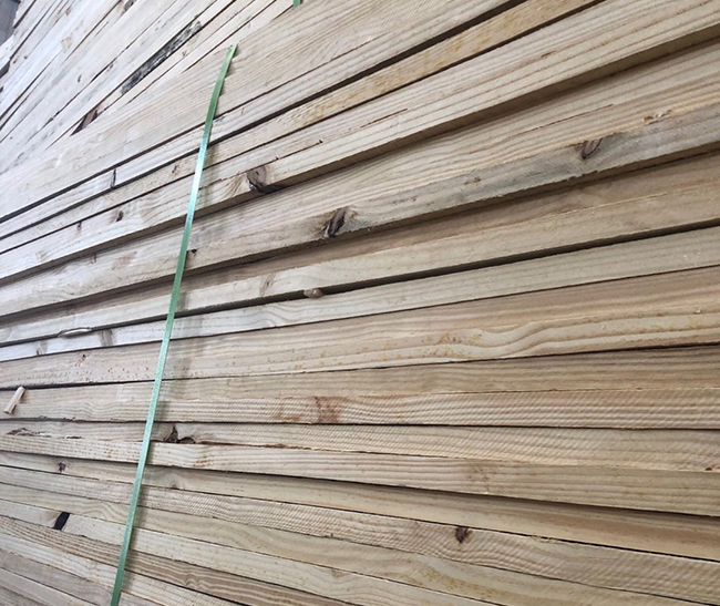 井研巴西松